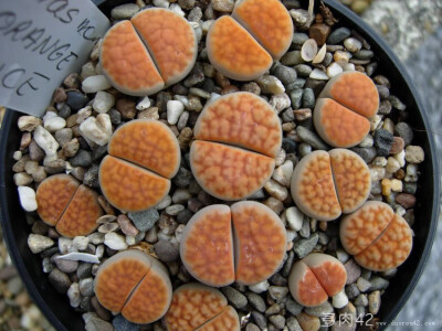 冰橙 lithops orange ice