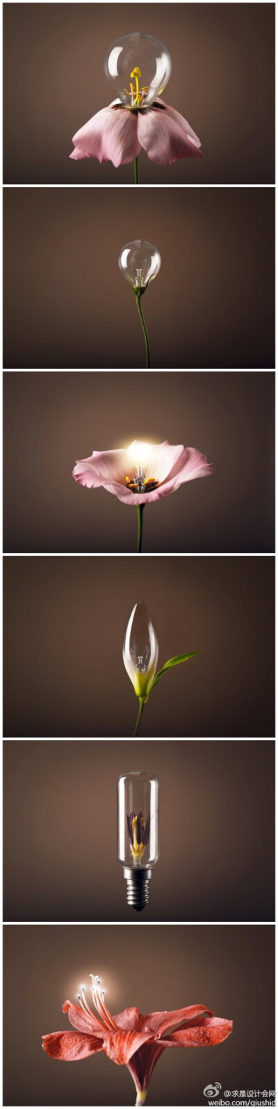花开有光，那是你的经过，来自Blackecho92的创意摄影作品