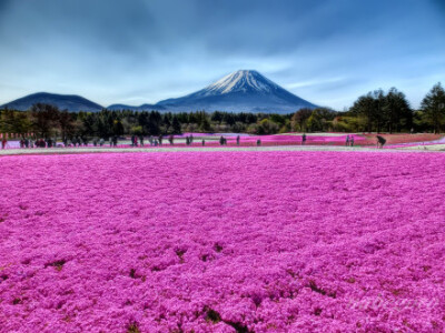 山梨县富士河口湖町，富士山与芝樱。摄影by nabegoro