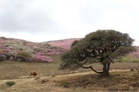 丽江老君山