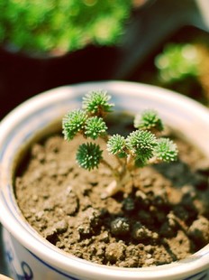 多肉植物 小松绿