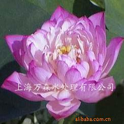  东方明珠（荷花）花蕾桃型，玫瑰红色。花粉红色，花径10-15cm。重瓣型，着花繁密。雄蕊、雌蕊绝大部分瓣化，不结实。该品种在第七届全国荷展中获一等奖