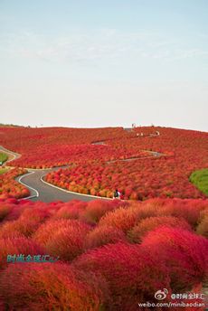 日本Kochia Hill，美得太像画了！