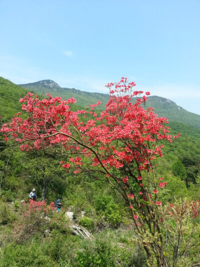 杜鹃花