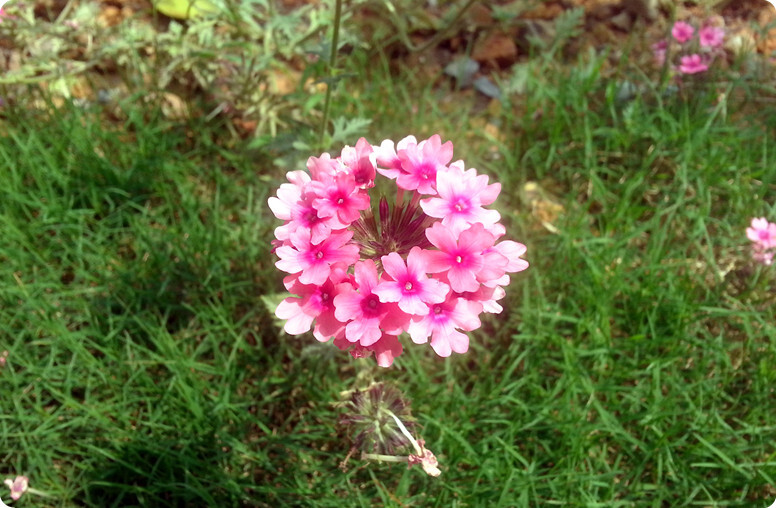 小区里的花。手机自带柔光啊~~