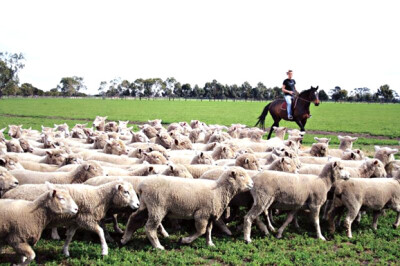 华洛克农庄(Warrook Cattle Farm)