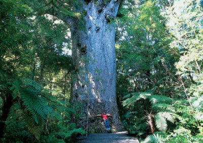 玛胡塔(Tane Mahuta)巨型贝壳杉——在毛利人的传说里，这棵树是森林之神和森林动物之父。