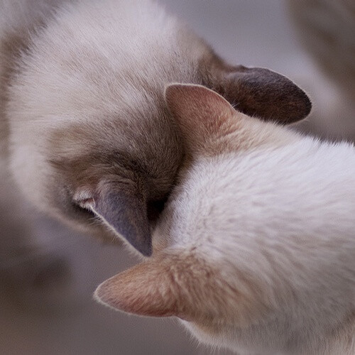 【这是表示友好的方式】