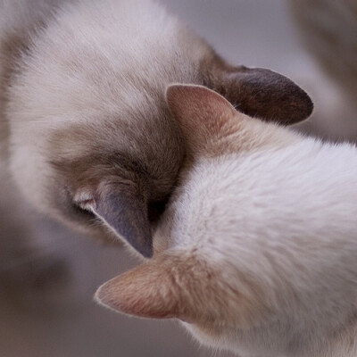 【这是表示友好的方式】