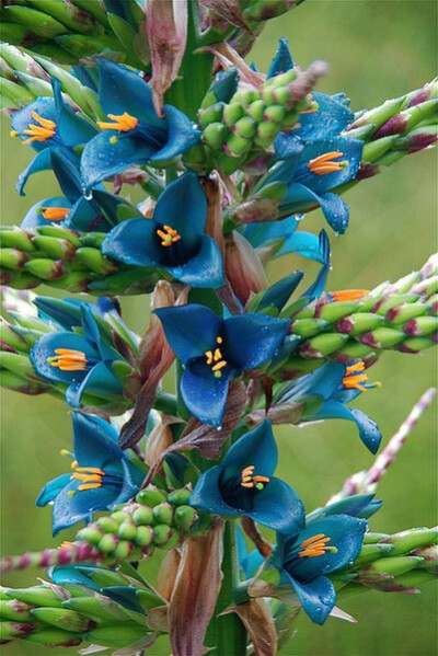 皇后普亚凤梨 Puya berteroniana：凤梨属植物，原产于南美洲安第斯山脉中部和美国南部的陆生植物。】 lem *