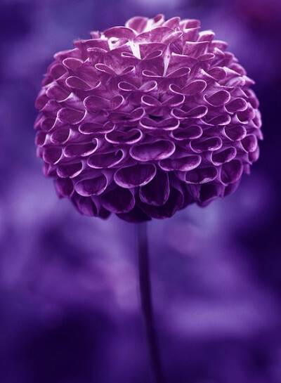 紫色绒球大丽花 Mary's Jomanda菊科大丽花属，原产墨西哥、危地马拉、哥伦比亚高原地带，花品种已超过3万个，是世界上花卉品种最多的物种之一。墨西哥国花 】 lem *