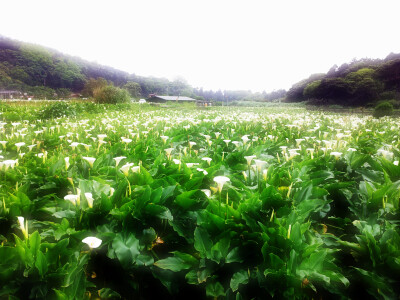 陽明山的海芋田，浪漫得像偶像劇。