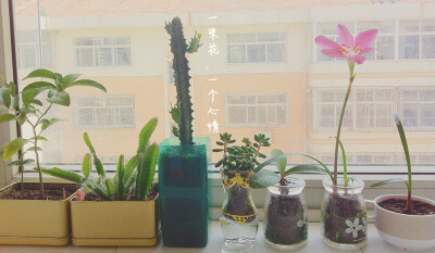 植物