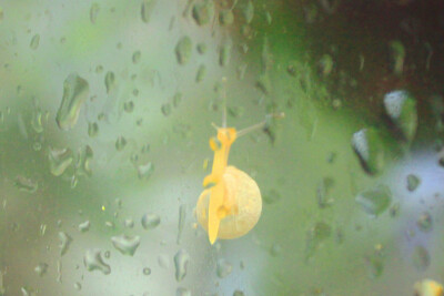 【小洲村】雨天趴在植物店玻璃窗上的蜗牛童鞋一只~