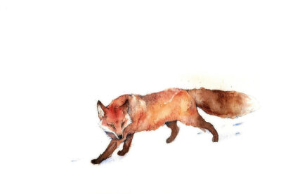 fox