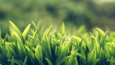 【冰の电脑壁纸】草地