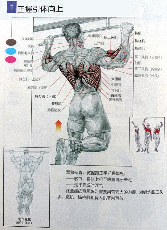 宽握引体向上与平板自由卧推、坐姿杠铃自由推举，并列检测上肢力量的三大标准