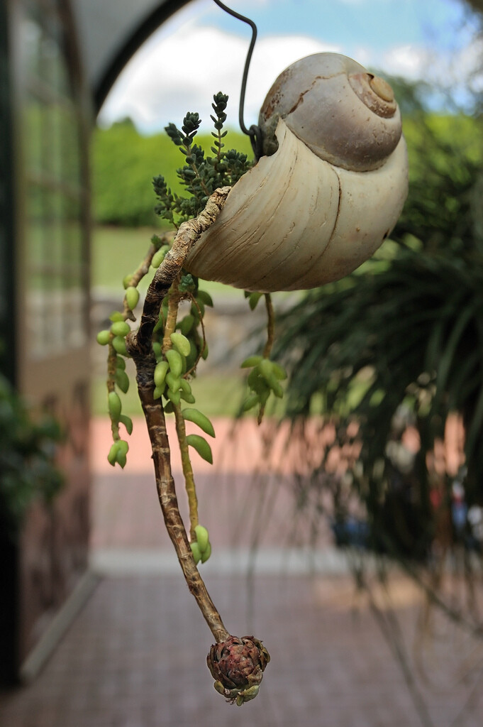 多肉植物