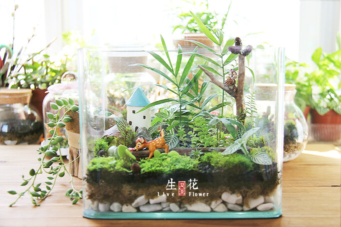 植物 手工 苔藓小品 盆栽 迷你微缩景观 苔藓瓶 创意办公绿植 青苔小品 生态瓶 桌面植物 绿植礼物