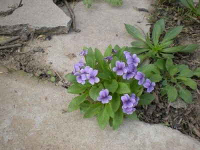 紫花地丁