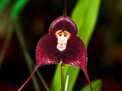 猴脸兰花学名“猴面小龙兰”(Dracula simia)。厄瓜多尔东南部和秘鲁的雾林生长着一种怪异的兰花，因长着猴脸被形象地称之为“猴脸兰花”。这种兰花通常生长在视线以上近2000米的地区，非常隐秘，因此很难被人发现。…