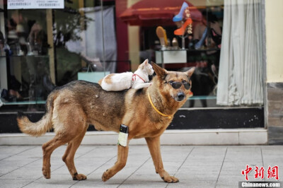 雲南昆明市民徐先生今天帶出家中飼養的小貓和昆明犬在街頭散步，並讓小貓騎在狗的背上，讓不少路過的市民嘖嘖稱奇，封其為「貓騎士」和「墨鏡狗」