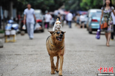 雲南昆明市民徐先生今天帶出家中飼養的小貓和昆明犬在街頭散步，並讓小貓騎在狗的背上，讓不少路過的市民嘖嘖稱奇，封其為「貓騎士」和「墨鏡狗」