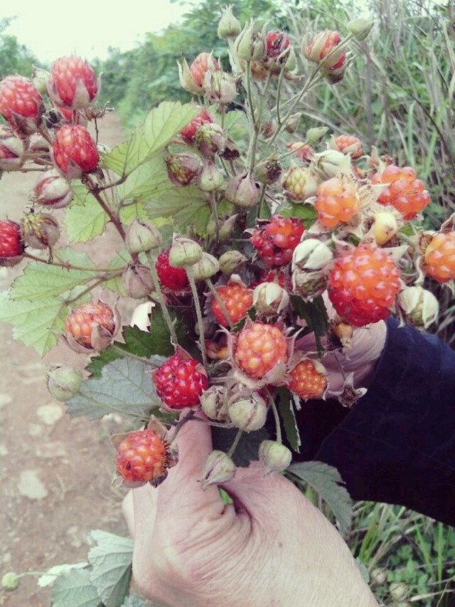 野草莓