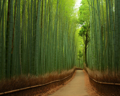 日本京都的嵐山竹子步道 Bamboo Forest – Japan