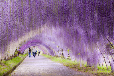 日本花紫藤隧道，Wisteria Flower Tunnel in Japan