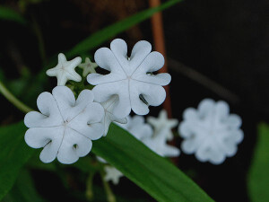 白花儿 叫什么名字呢？