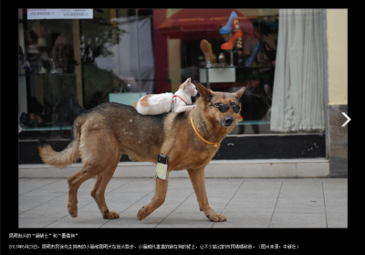 墨镜狗和猫骑士