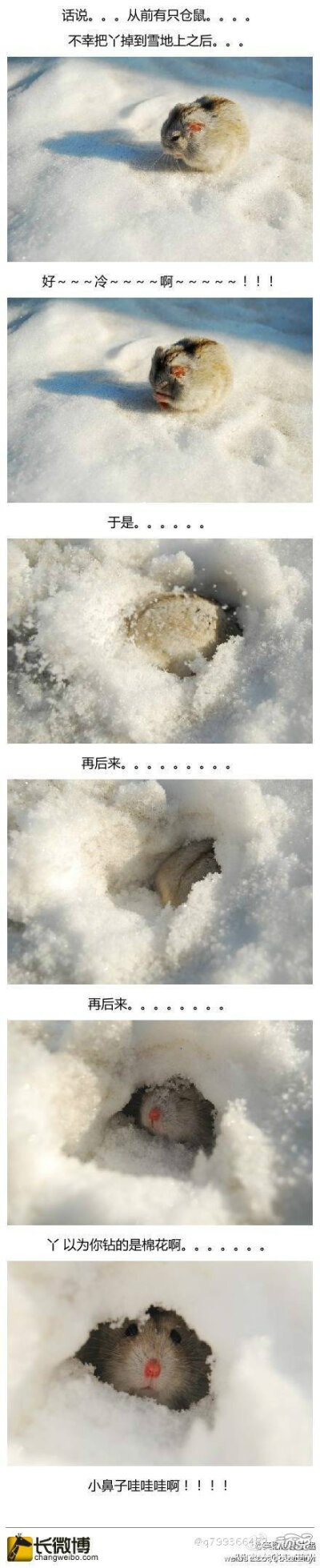 话说。。。从前有一只仓鼠。。。主人一不小心把丫掉雪地上之后. 】 lem *