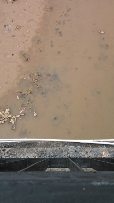 仰恩湖里好多鱼呀