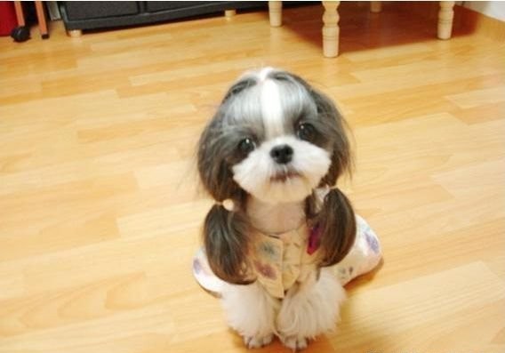 西施犬 西施犬喜欢与人交往，依恋性和耐受性强，自信、聪明，爱儿童与动物，既适合于养在城市也适合于农村生活，肩隆高：23-27cm；重量4-8kg .标准式西施犬的外貌应是全身被长毛所覆盖，头盖为圆形，宽度一定要广，耳朵大，有长而漂亮的被毛覆盖.