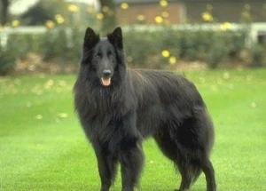 能面　狐　犬 たぬき3割・きつね7割かな？ | 柴犬海との暮らし日記