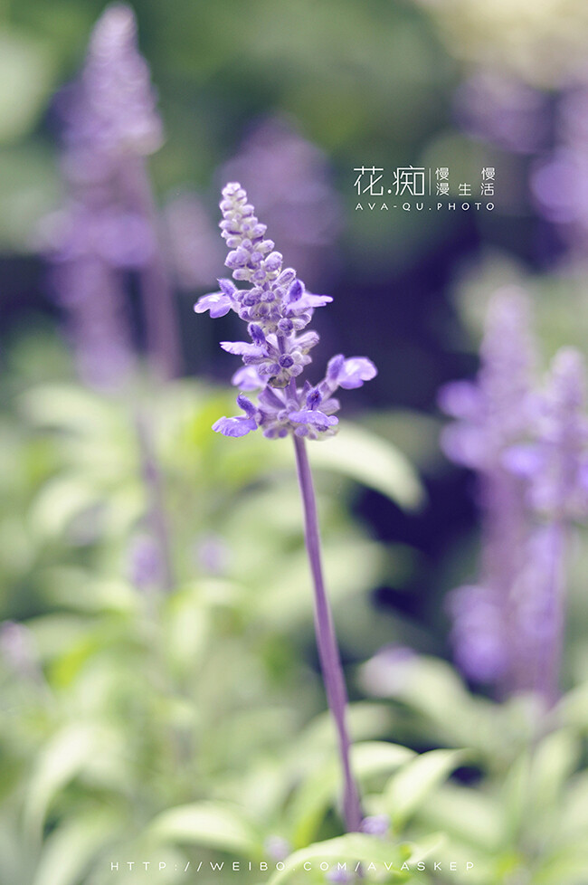 辰山植物園外拍-薰衣草