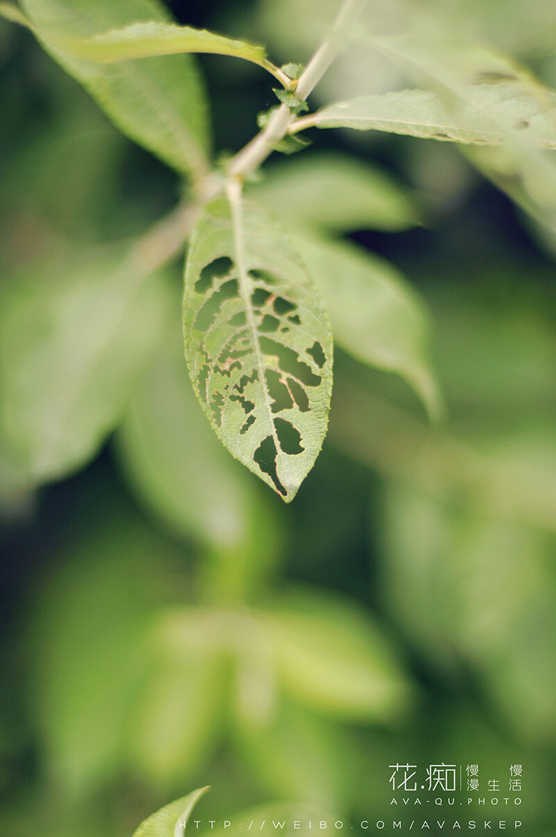 辰山植物园外拍