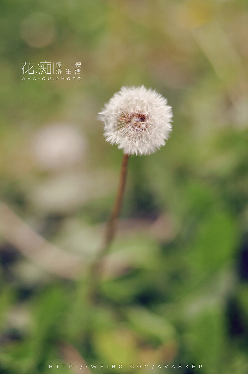 辰山植物园外拍