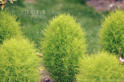 辰山植物園外拍