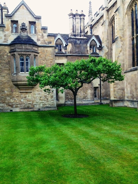 Cambridge 28.06.2013，牛顿的苹果树