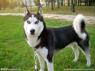西伯利亚雪撬犬又名哈士奇，是一种原产于西伯利亚东部的工作犬。西伯利亚雪撬犬是一种中型犬。由于有着能在北极严寒环境中繁衍生息的能力，西伯利亚雪撬犬是一种适应力很强的犬种。它们最早是由西伯利亚东部的楚科奇…
