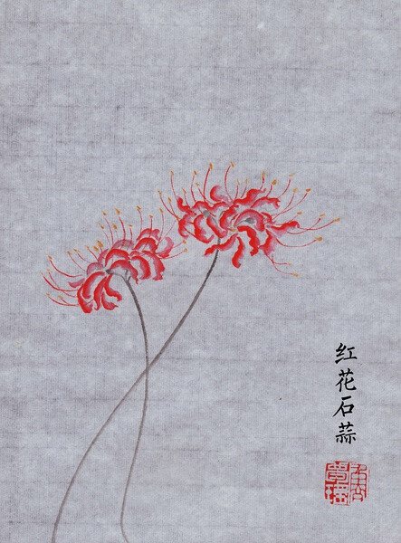 红花石蒜（曼珠沙华、彼岸花）