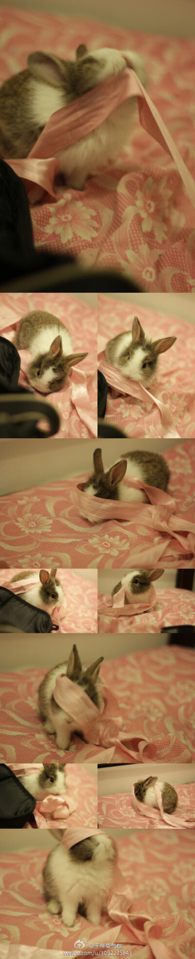我是一只小兔叽，叽叽叽叽叽叽叽~【来自微博】