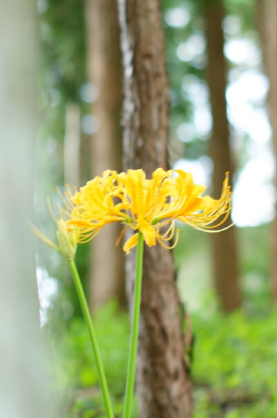 黄色彼岸花