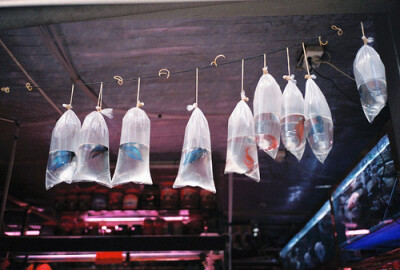 迷人的小小金鱼~~~