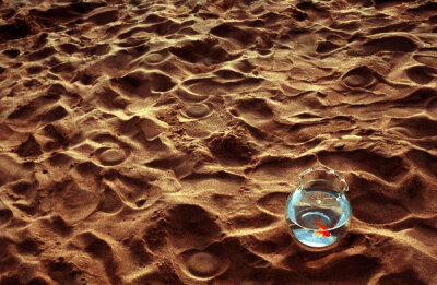 迷人的小小金鱼~~~