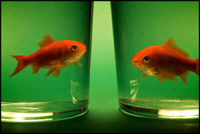 迷人的小小金鱼~~~