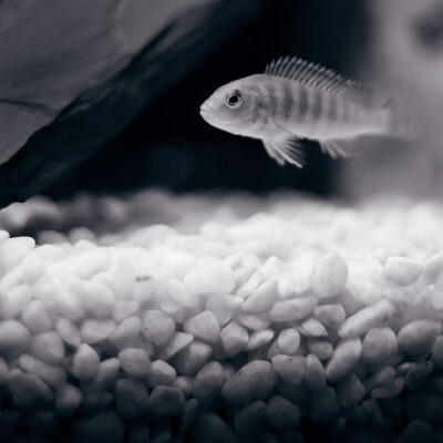 迷人的小小金鱼~~~