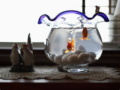 迷人的小小金鱼~~~